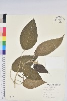 藏品(臺灣鐵莧)的圖片