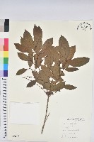 藏品(刺杜密)的圖片