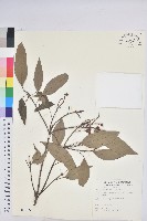 藏品(粗糠柴)的圖片