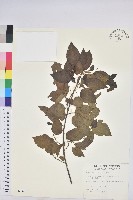 藏品(扛香藤)的圖片