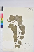 藏品(扛香藤)的圖片