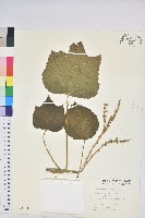 藏品(蟲屎)的圖片