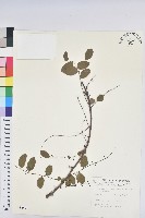 藏品(白飯樹)的圖片