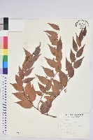 藏品(白珠樹)的圖片