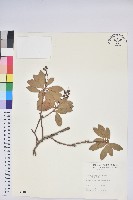 藏品(臺灣馬醉木)的圖片
