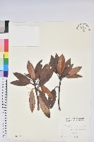 藏品(玉山杜鵑)的圖片