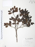 藏品(小葉赤楠)的圖片