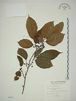 藏品(中原氏鼠李)的圖片