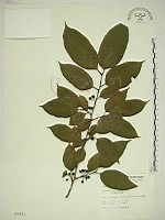 藏品(中原氏鼠李)的圖片