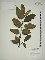 藏品(中原氏鼠李)的圖片