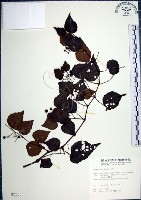 藏品(漢氏山葡萄)的圖片