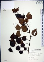 藏品(漢氏山葡萄)的圖片