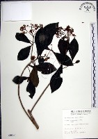 藏品(樹杞)的圖片