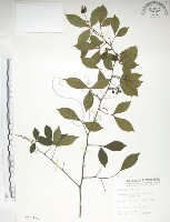 藏品(飛龍掌血)的圖片