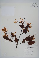 藏品(大屯尖葉槭, 川上氏槭)的圖片