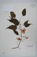 藏品(大屯尖葉槭, 川上氏槭)的圖片