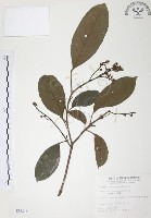 藏品(山香圓)的圖片