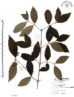 藏品(杜虹花，台灣紫珠)的圖片