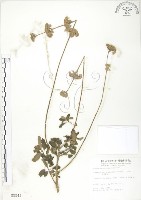 藏品(灰葉蕕)的圖片