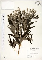 藏品(黃荊)的圖片