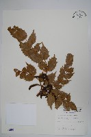 藏品(十大功勞)的圖片