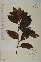 藏品(草珊瑚、紅果金粟蘭)的圖片