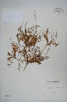 藏品(細葉蘭花參)的圖片