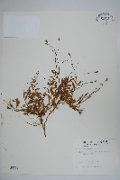 藏品(細葉蘭花參)的圖片