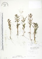 藏品(茅毛珍珠菜)的圖片