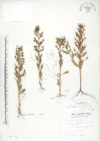 藏品(茅毛珍珠菜)的圖片