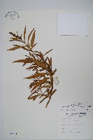 藏品(尖尾鳳)的圖片