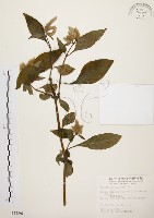 藏品(臺灣鱗球花)的圖片
