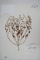 藏品(細纍子草)的圖片