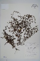 藏品(細纍子草)的圖片