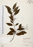 藏品(山肉桂、台灣肉桂)的圖片