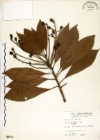 藏品(大葉楠)的圖片