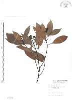 藏品(豬腳楠)的圖片