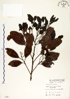 藏品(海南厚殼桂、土楠)的圖片