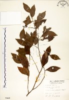 藏品(內苳子)的圖片