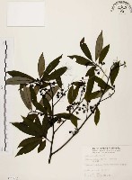 藏品(山胡椒)的圖片