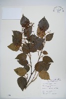 藏品(呂宋莢迷)的圖片