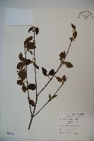 藏品(呂宋莢迷)的圖片