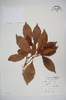 藏品(珊瑚樹)的圖片