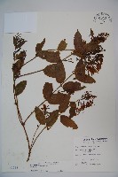 藏品(裡白忍冬、紅腺忍冬)的圖片