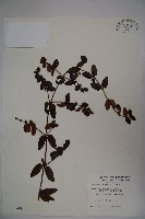 藏品(無梗忍冬)的圖片