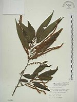 藏品(密花苧麻、木苧麻)的圖片