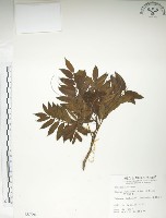 藏品(巒大花楸)的圖片