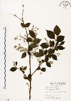 藏品(烏皮九芎、奮起湖野茉莉)的圖片