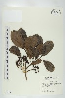 藏品(耿氏虎皮楠)的圖片