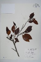 藏品(臺灣赤楊、臺灣榿木)的圖片